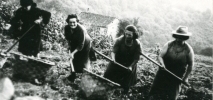 Extrayendo patatas, Fatorgá 1940
